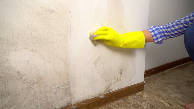 Best Emergency Mold Remediation  in USA